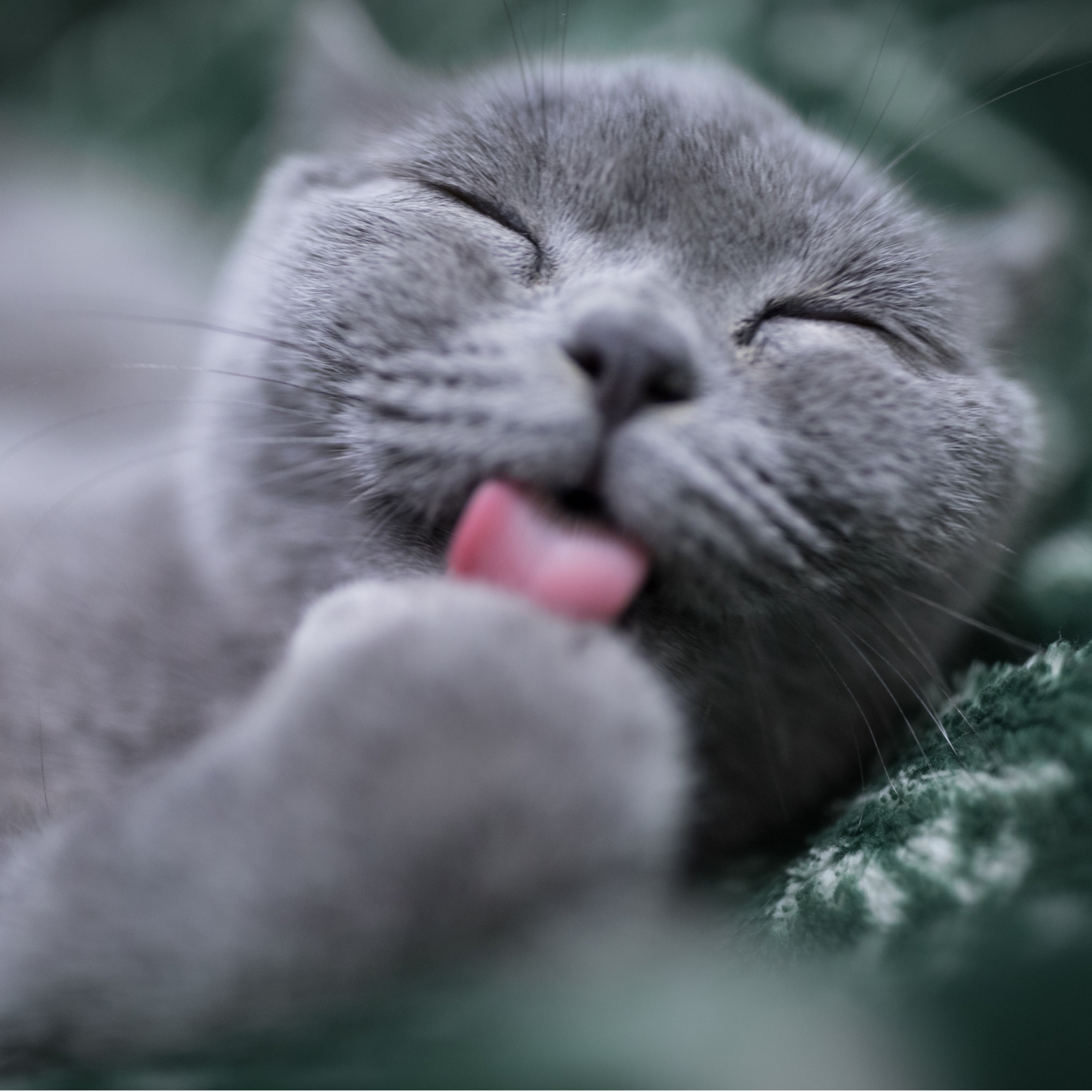 Какая температура тела у кошек - Ветеринарная клиника ЛДВЦ МВА