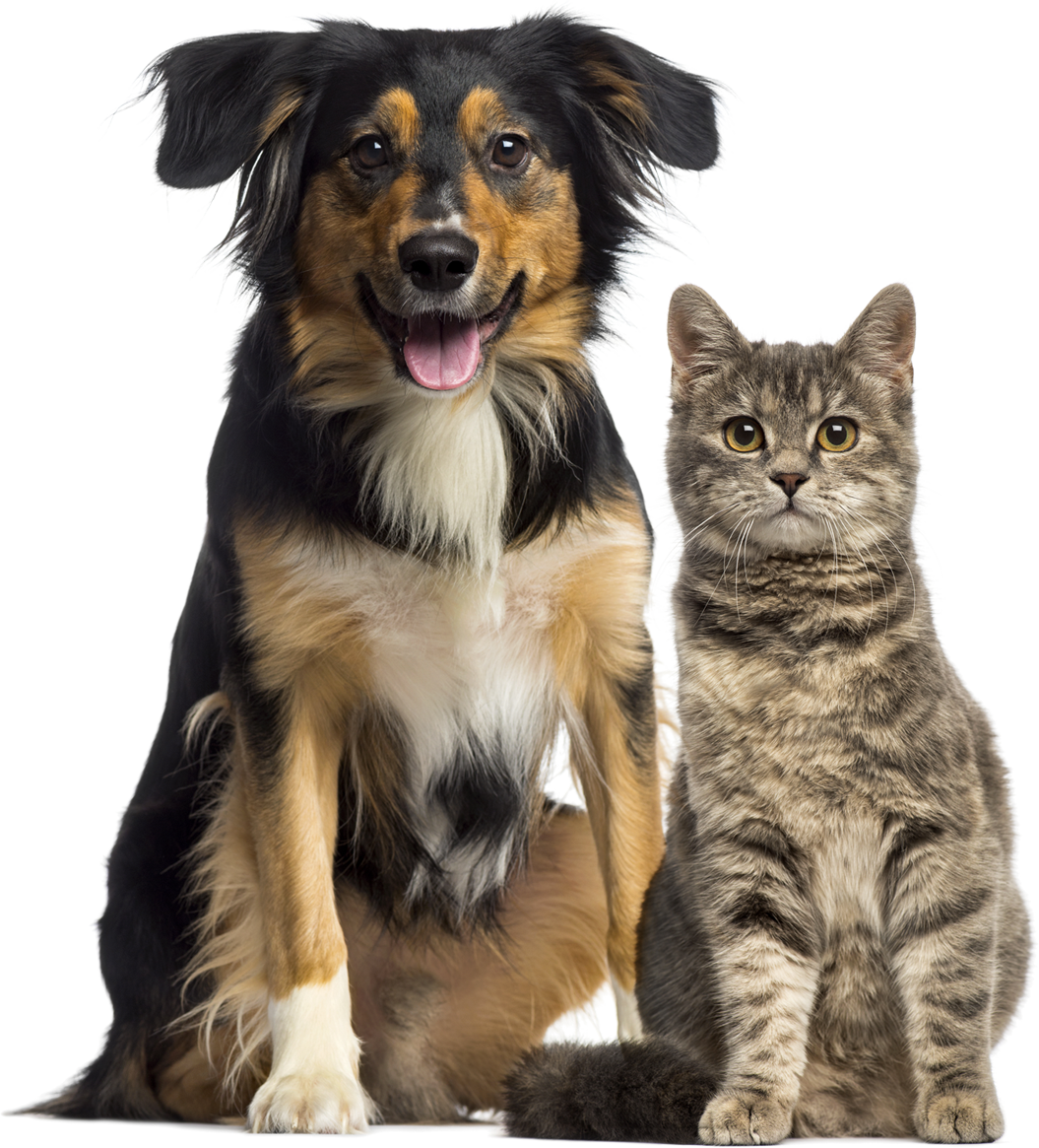 kisspng-dogcat-relationship-dogcat-relationship-pet-beech-house-vets-5b076ca25a0975.3141539615272132183688