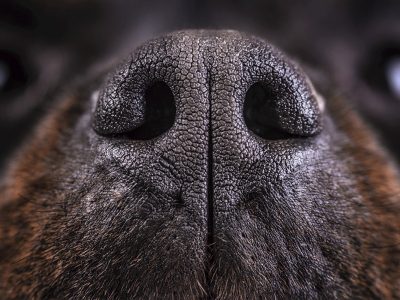 Сухой нос у собаки -